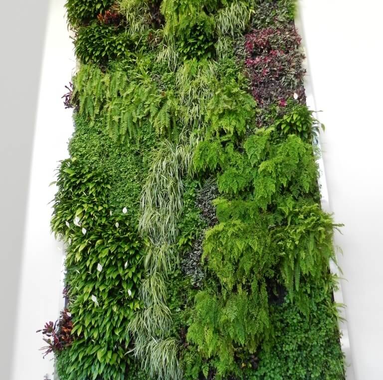 Ambius living wall