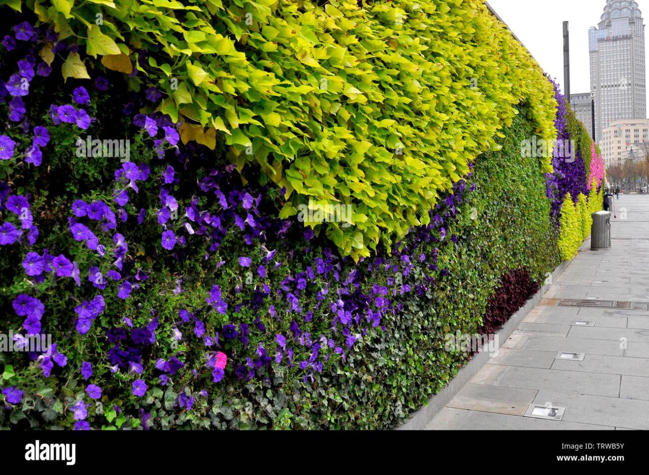 Naava plant wall