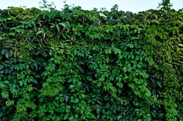 Felt green wall
